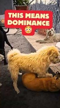 Why Dogs Sit on his Rival? 😳 | Alpha Dog Behavior Explained (MUST SEE!)