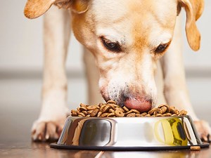 How To Store Dry Pet Food: Tips For Freshness and Safety - Bunnings Australia