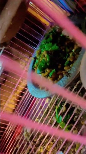 breeding food for jawa sparrows #jawabirds #birds #birdspecies #breedingpair #birdsavairy