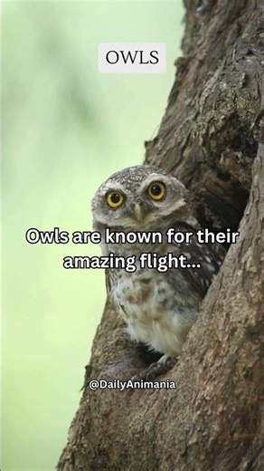 Owls are known for their amazing flight #share #subscribe #shorts