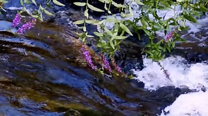 172K views · 3K reactions | Freddie Aguilar Greatest Hits Tagalog Love Songs Non-Stop Playlist Of All Time Best Songs | OPM Tagalog Love Songs 2025 | Facebook