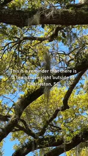 Charleston might draw you in with its cobblestone streets and storied charm, but venture just a little beyond the city, and you'll find something truly unique: America's only large-scale working tea garden. ✨ Whether it's your first visit or your fifth, there's always more to discover when you step outside the city and into the quiet beauty of The Charleston Tea Garden. | Charleston Tea Garden