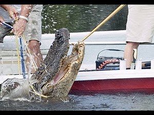 Alligator Hunting in Louisiana