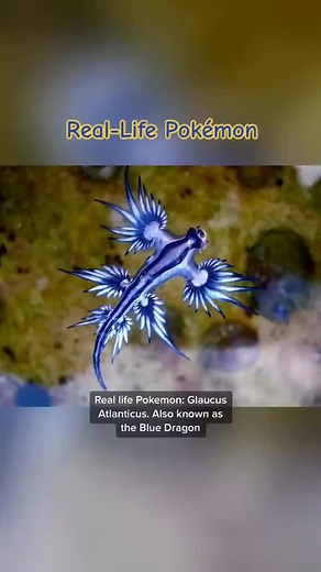 Blue Dragon Sea Slug: The Stunning Ocean Creature