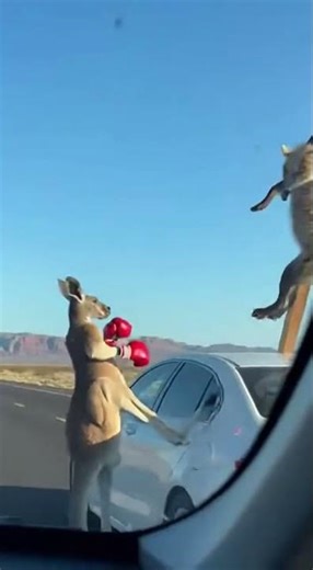 That Kangaroo's Fighting Technique Has No Right Being That Good #boxing #viral