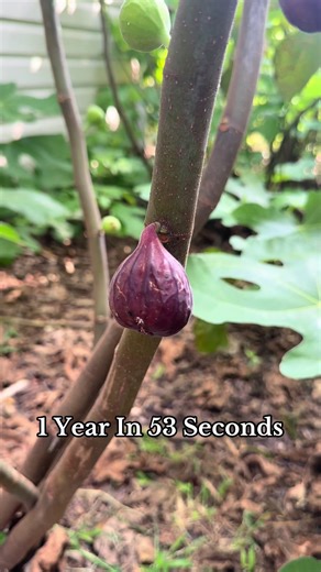 Rare Fruit Tree Growth in Just 53 Seconds
