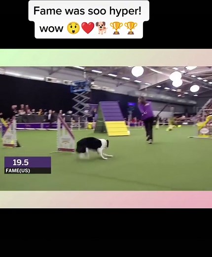 FAME a Border Collie win at 20 inch class Master agility competition #doglover4life #fypシ #fypage #bordercollie #foryoupage #doglover #agility