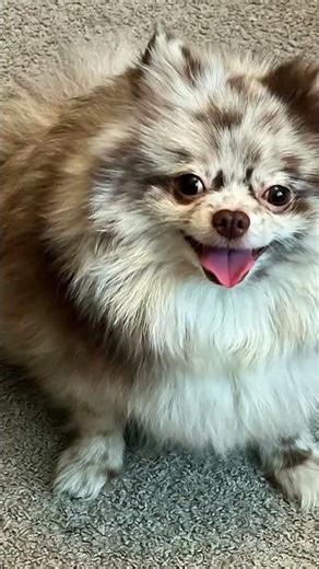 Pomeranian Pregnancy
