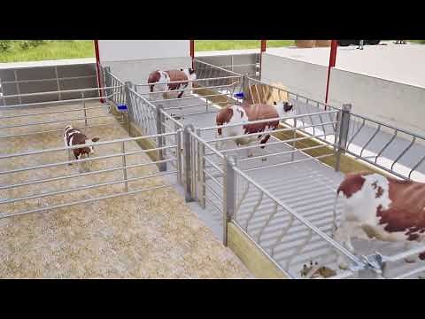 Teemore Engineering - Suckler Shed Design