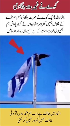 Crow Pulls Down Enemy Flag! 😲🖤 #trendingshorts #viralshorts #crow #enemy #flag