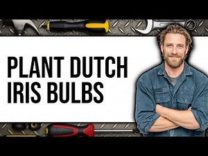 How to Plant Dutch Iris Bulbs 2025 - Full Guide