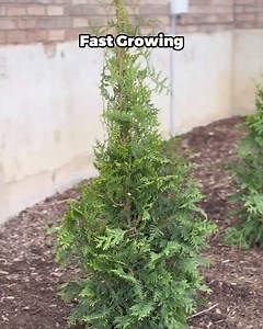 3.3K reactions · 104 shares | Big backyard? Small patio? No matter where you're planting, we've got you covered. Shop thousands of expert-curated varieties perfect for your space, delivered to your door & guaranteed to thrive. | Fast Growing Trees | Facebook