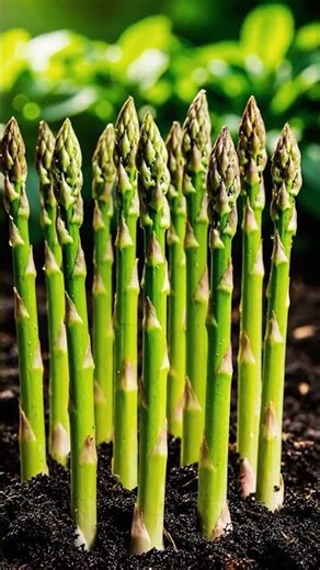 Asparagus time lapse from 1 day to 20 days | GreenMotion Studio #garden #plantgrowth #gardening