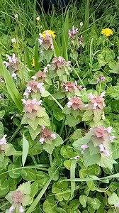 Mrtva kopriva (Lamium purpureum. L) djeluje protuupalno, antibakterijski i antigljivično👇 Part 2 | Za svaku bolest trava raste Mrphsci Sejfudin Tokić