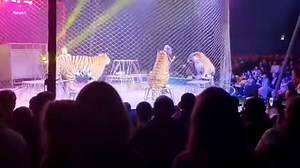 Tiger prowls through aisles of scared stiff families after circus safety netting collapses