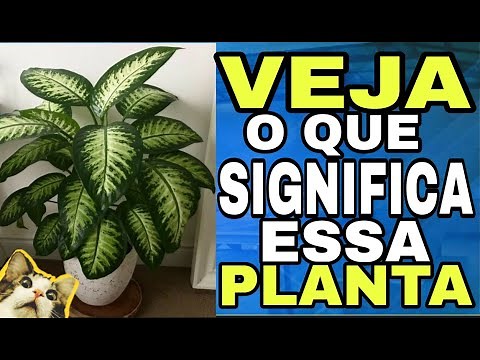 Veja o significado dessa Planta. ( Planta comigo ninguém pode ) ( CRENDICES DA ROÇA )