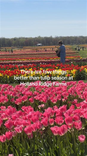Holland Ridge Farms Tulip Season in New Jersey