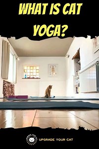 What Is Cat Yoga? (Video & Benefits Explained!)