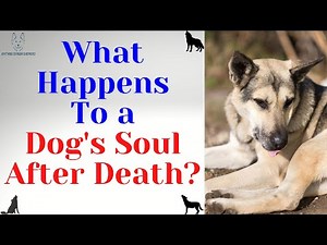 What Happens To a Dog's Soul After Death?
