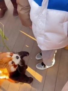 426 reactions · 6 comments | #Adorable Encounter: A playful #RedPanda at a #Beijing zoo steals hearts as it charmingly reaches out for a hug from delighted visitors. | HKeye | Facebook