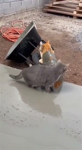 Cats vs. Wet Concrete: A Total Catastrophe! 😹🚧