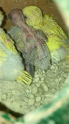 Breeding setup #birds #breedingpair #nature #beauty