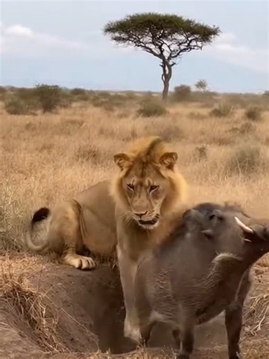 The wild boar was in its den and a lion came to eat the wild boar, but the wild boar used a trick to get out of another den and grab the lion's butt.😂😎#tiktok #fun