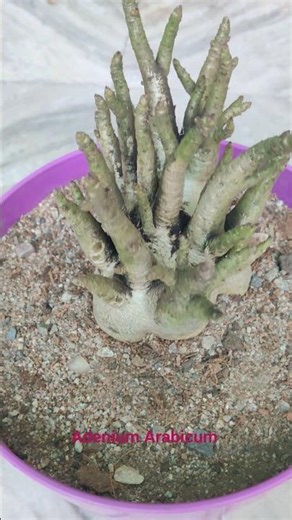adenium bonsai l adenium shorts l adenium Arabicum