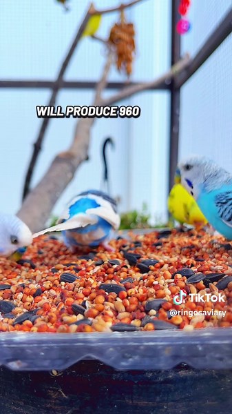 Budgie Math: Understanding Budgies and Parakeets