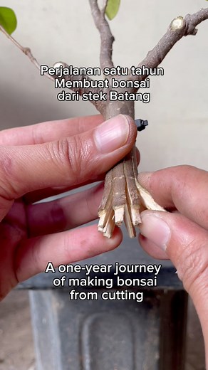 One year journey of making bonsai from cuttings. #fblifestyle #bonsai #bonsaiwork #bonsaitree #bonsailovers #bonsaiworld #bonsaiart #bonsaiartist #garden #gardening #bonsaiinspiration #bonsaimania #bonsaiindonesia | Herman Key