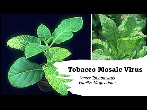 Understanding Tobacco Mosaic Virus (TMV): Symptoms, Transmission, and Control