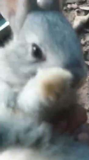 baby bunny screaming