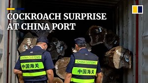 Chinese customs officers accidentally discover new cockroach species in surprise haul - The Global Herald