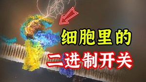 [细胞秘事34] 生命的本质是二进制？——细胞信号通路（上）