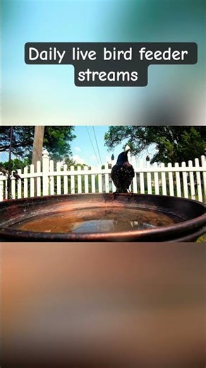 Daily live bird feeder streams.