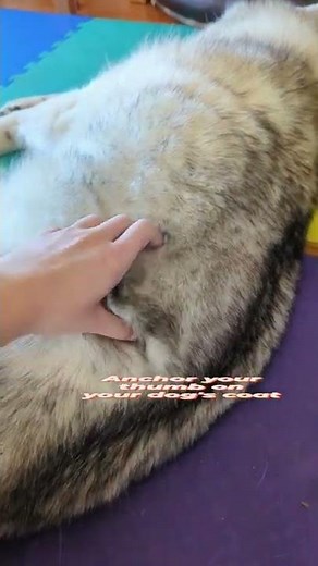 Fascia Release for Dogs | Animal Massage