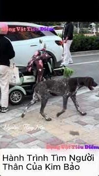 Kim Bao's Journey to Find His Owner #animals #pets #petspotlight