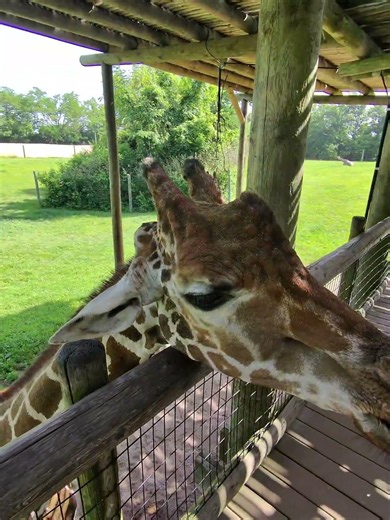 POV: Feeding a giraffe up close! 🦒 #giraffe #zoo #animals #wildlife #pov