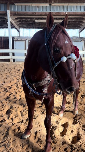 Discover the Beauty of Azteca Horses in Cuartodemilla