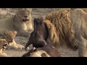 Lioness brutally takes down young buffalo