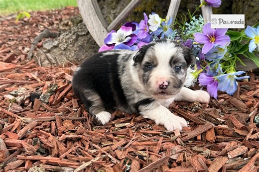 Osborn - Miniature Australian Shepherd Puppy 75C31A