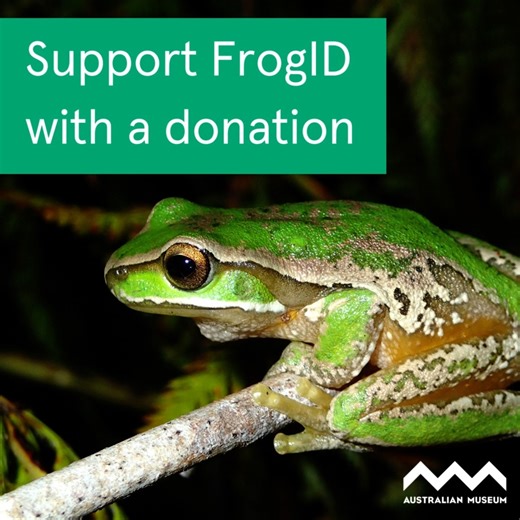 27 reactions | [SAVE AUSTRALIA'S FROGS] Help support essential frog research and conservation through FrogID, the Australian Museum’s flagship citizen science project that is improving our understanding of Australia’s unique frog species. All donations can make a difference. Donations over $2 are tax-deductible. Learn more: https://donate.australian.museum/donate/q/9/ | Australian Museum | Facebook