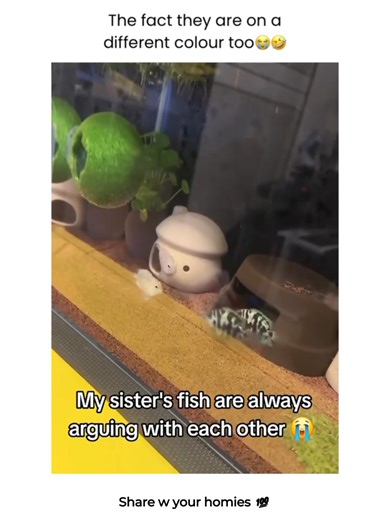 Territorial disputes are common among certain freshwater fish species, especially when space is limited. In this clip, we observe typical aggression behavior as two fish compete for dominance in their shared tank environment. Understanding fish aggression is essential for maintaining a peaceful aquarium and ensuring the wellbeing of all aquatic life. At Forevergreen, we highlight moments like these to raise awareness about animal behavior and inspire better care practices. Click the link in our 