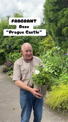#add WEBSHOP https://pergolanurseries.ecwid.com .Fragrant Rose “Prague Castle” Fragrant white perfectly shaped from June until October . Good in pots or beds . Available for delivery 🚚 WEBSHOP https://pergolanurseries.ecwid.com . Available in WEBSHOP https://pergolanurseries.ecwid.com ALL IRELAND DELIVERY 🚚 32 Counties Pergola Nurseries Garden Corner, Virginia, Co Cavan “A gardeners oasis of quality plants “ Open Tuesday to Saturday 10.3-5 Open Sundays 2-5 #fyp #grow #gardenideas #gardening