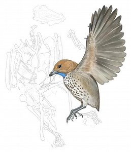 ‘Strange’ New Prehistoric Bird Discovered in China and Named for David Attenborough – Lifeboat News: The Blog