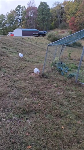 117K views · 4.8K reactions | What does a homestead look like? #narrowayhomestead #offgridlife #doityourway #animals #junk #greenhouse #garden #berrypatch | Nate Petroski | Facebook