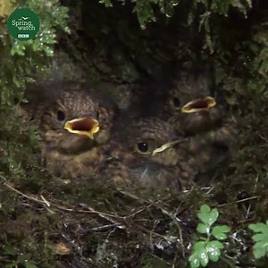 A real late night treat from the robins 🐦 One of them has decided it's time to fledge, but look at the faces of the others... bbc.in/2safK9U | BBC Springwatch