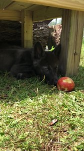 155K views · 10K reactions | Been trying for days to snag a video of the 8 week old wolf pups howling—finally was in the right place at the right time to hear them howl in response to the noon fire house whistle! Sakari is the real singer here; Tehyah & Kitan were napping, hot & just not real interested. | Wolf Mountain Nature Center | Facebook