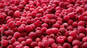 Sweet raspberry spinning background. Collection of fresh raspberries. Red ripe berry close-up. Juicy berries. Vegetarian, vegan and raw food. Organic product. Ethical consumption. From farm to table
