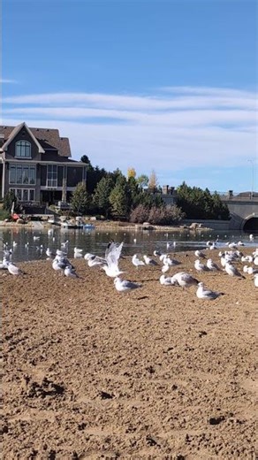 Meditative Lake Sounds 🌊 Gentle Waves & Seagulls | Nature Shorts